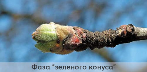 Чем весной обработать яблоню от болезней и вредителей